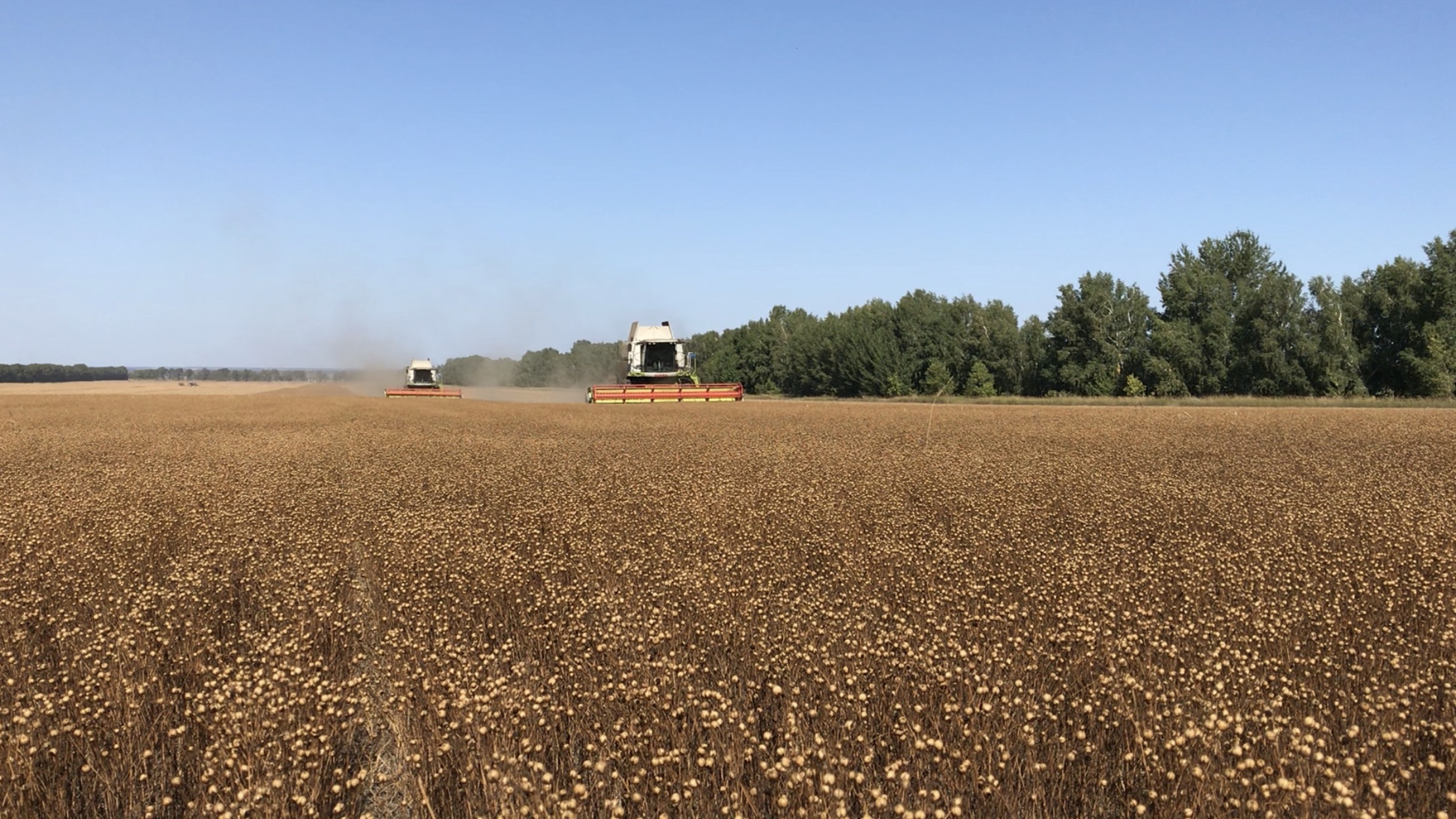 CLAAS TUCANO: ОПЫТ УБОРКИ МАСЛИЧНОГО ЛЬНА